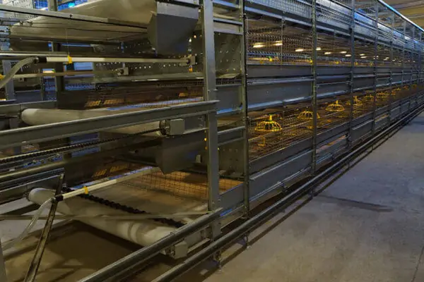 Automatic Broiler Cage 1