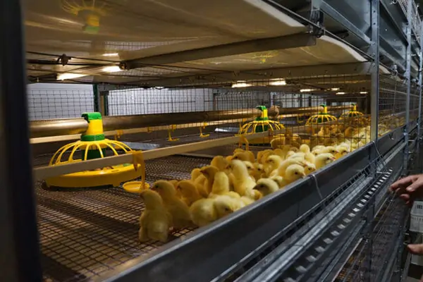 Automatic Broiler Cage 2