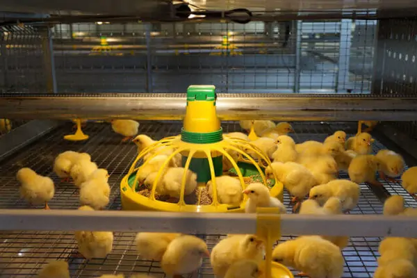 Automatic Broiler Cage 3