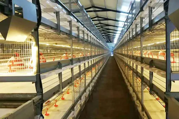 Automatic Broiler Cage