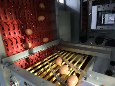 Egg Filter System