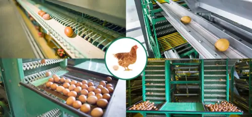egg collection systems