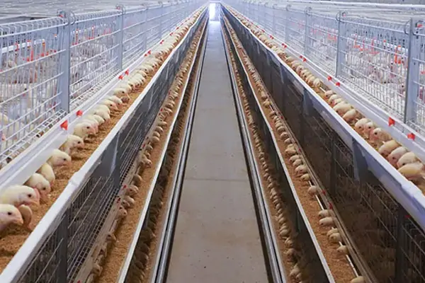 A type chick brooding cages