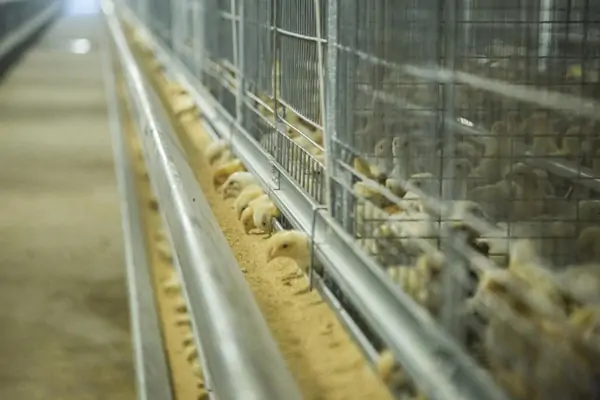 H type chick brooding cages