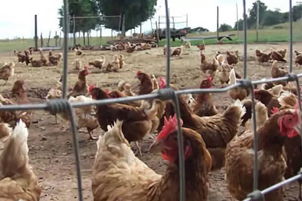 Hinge joint fence for chicken