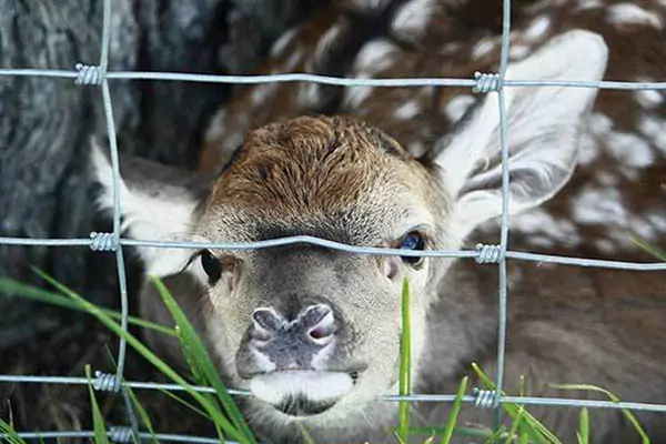 Hinge joint fence for deer