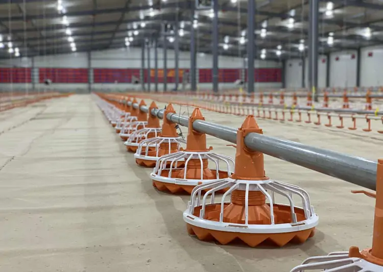 Cage Free Chicken Farming 1