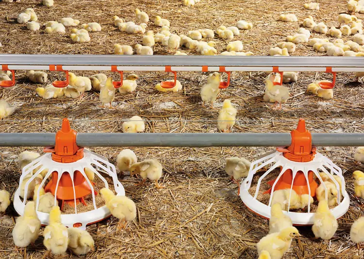 Cage Free Chicken Farming 3