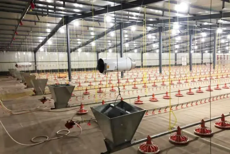 Cage Free Chicken Farming