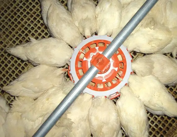 Chain Feeding Floor Breeder System 2