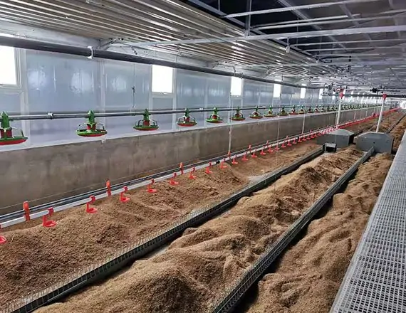 Chain Feeding Floor Breeder System 3