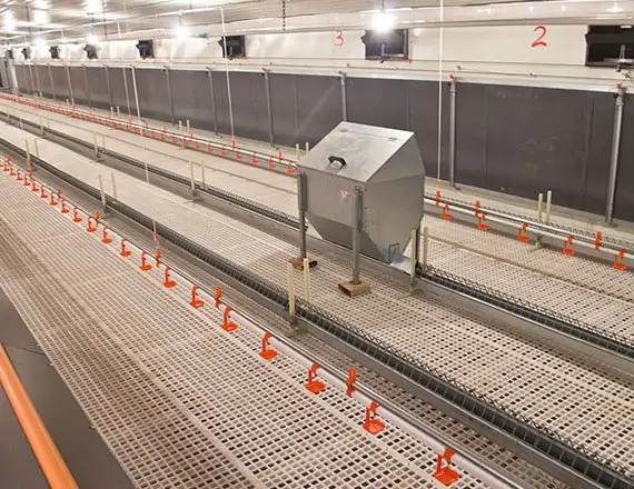 Chain Feeding Floor Breeder System 4