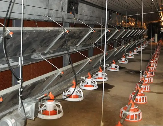 Chain Feeding Floor Breeder System 6