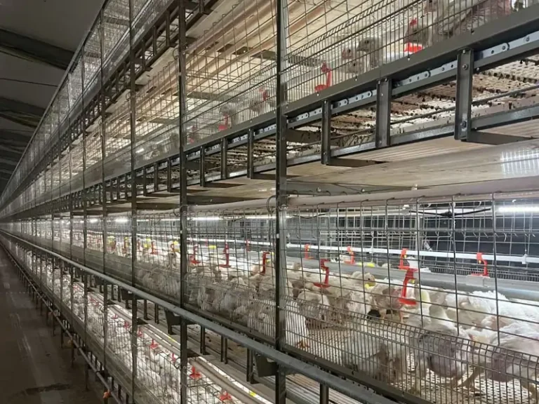 New Chain Type Harvesting Broiler Cage 2