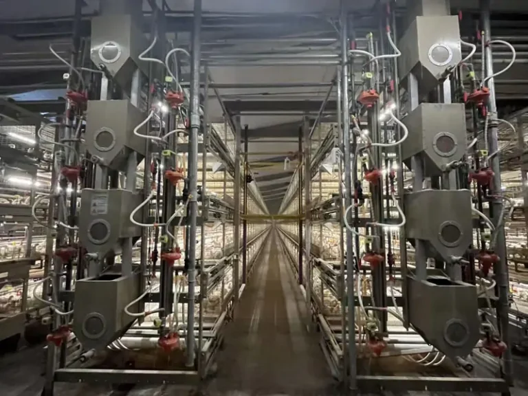 New Chain Type Harvesting Broiler Cage 3