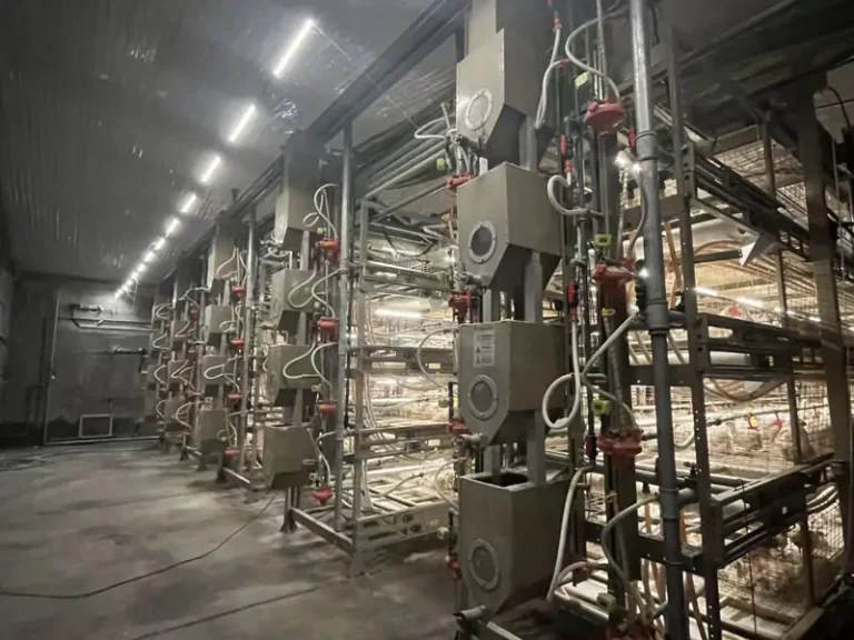 New Chain Type Harvesting Broiler Cage 4