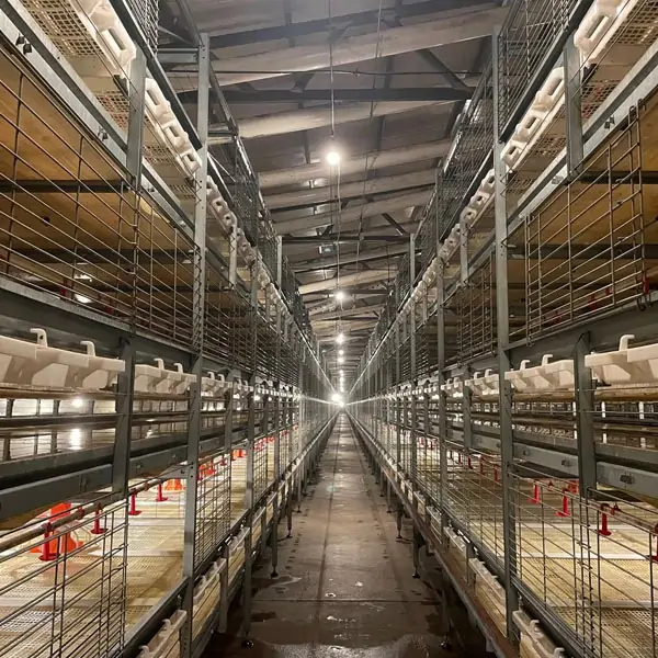 Pull-Out Slat Type Automatic Harvesting Broiler Cage 1