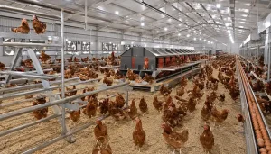 بيت دواجن خالي من الأقفاص مزود بصناديق أعشاش مزودة بأقفاص أعشاش ونظام آلي لجمع البيض
