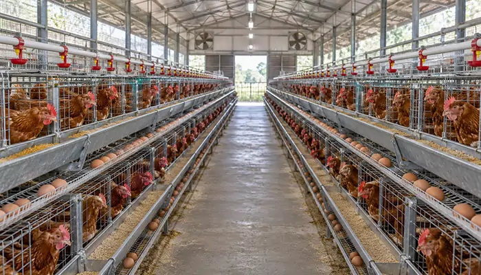 Rows of layer chicken cages with feeding troughs and drinking lines inside a poultry house