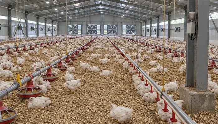 Commercial broiler house with exhaust fans, straight feeding lines and nipple drinkers above a litter floor.