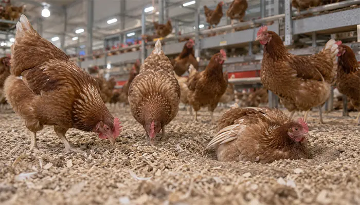 Laying hens scratching loose litter, with one hen dust bathing beside open aviary equipment.
