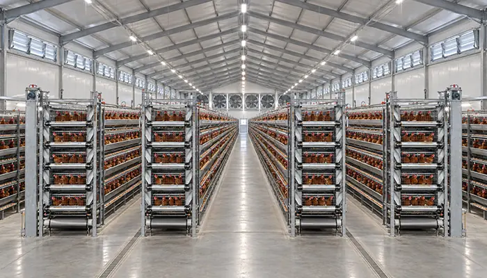 Inside a large commercial chicken house with automated poultry equipment