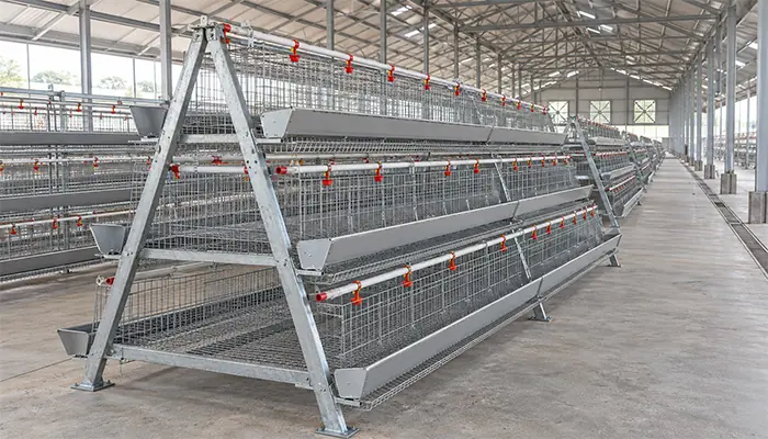 A three-tier A-type layer cage bank with stepped compartments and feed troughs