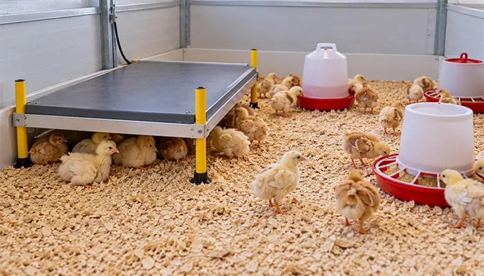 Chicks resting beside a warming plate with open space, a feeder and a drinker nearby in an enclosed brooder