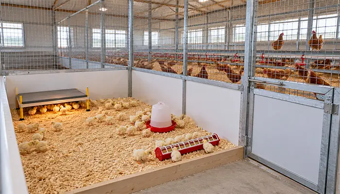 A chick brooder pen with its own feeder and drinker separated from adult birds by a secure partition