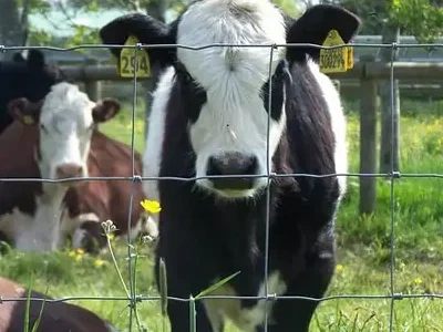 Containing Livestocks Containing Livestocks